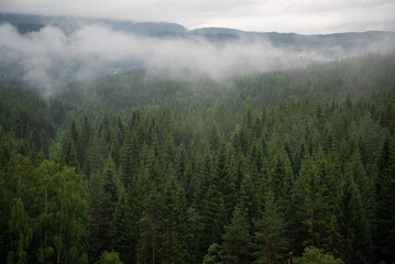 Landscape with green spruce forest in white fog where Norwegian mountains and fjords can be seen in the distance.