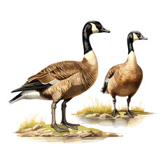 Canada Geese Clipart isolated on white background