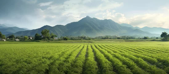 Fotobehang view of green fields mountain background © Muhammad