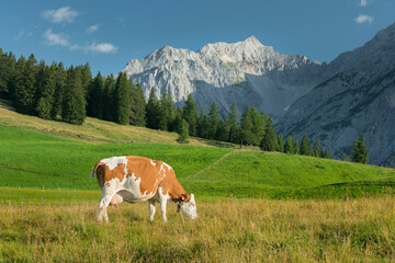 Fototapeta na wymiar Kuh auf der Walderalm, Spritzkarspitze, Gnadenwald, Karwendel, Tirol, Österreich