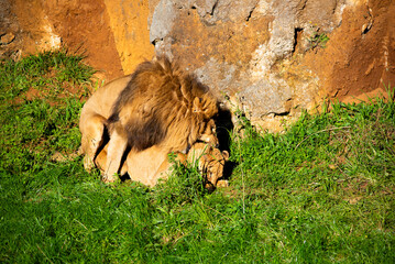 Lion in heat and in reproduction