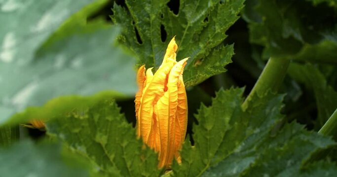 Blooming squash, close-up flower. Zucchini flower, close up.