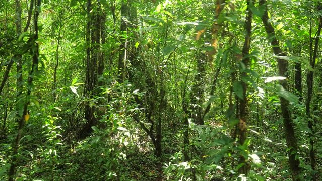 Walking in tropical evergreen jungle forest. Sliding through the woods and tree leaves, down top view. Stabilized footage with steady cam gimbal. 4K wide angle. 