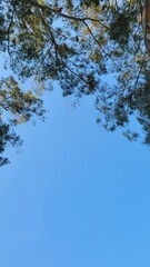 branches against blue sky