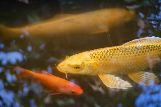 Photo of a beautiful koi fish in a pond