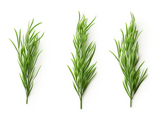 grass collection set isolated on transparent background, transparency image, removed background