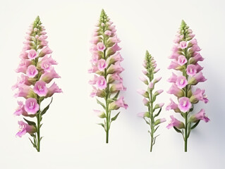 foxglove collection set isolated on transparent background, transparency image, removed background