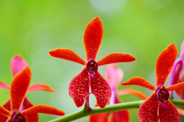 red orchid flower