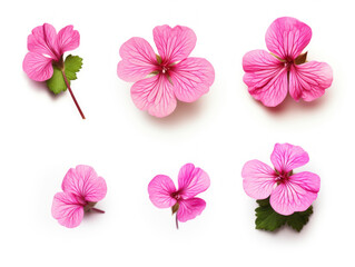 geranium collection set isolated on transparent background, transparency image, removed background