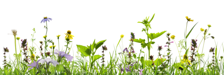 grass border with wildflowers isolated on transparent background