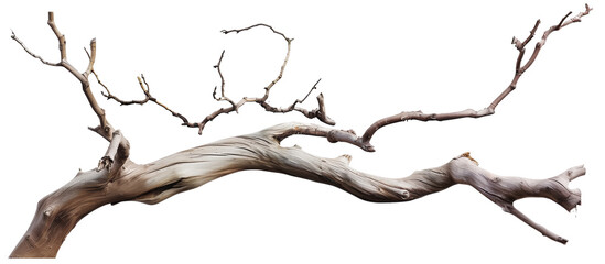 Dry twisted jungle branch isolated on transparent background - obrazy, fototapety, plakaty