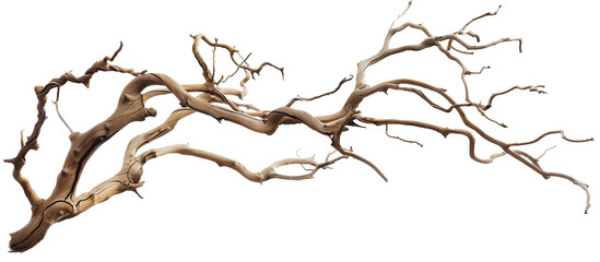 Dry twisted jungle branch isolated on transparent background - obrazy, fototapety, plakaty