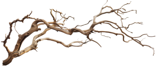 Dry twisted jungle branch isolated on transparent background