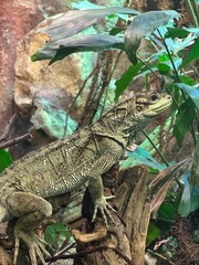 Green iguana on tree branch in the zoo.