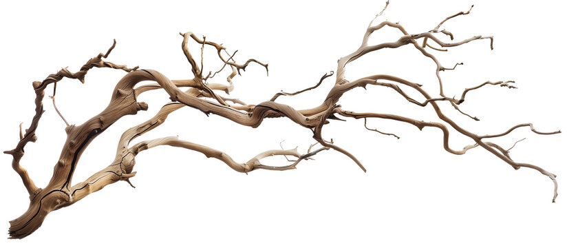 Dry twisted jungle branch isolated on transparent background