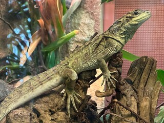 Green iguana on tree branch in the zoo.