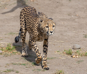 Cheetah walking alone