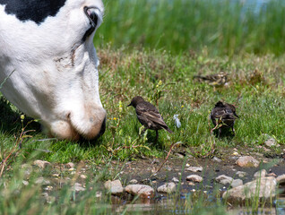 Cow grazing with two Common Starling