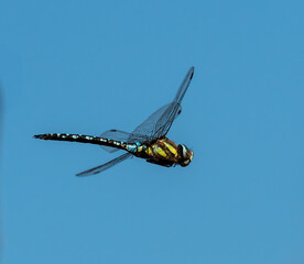 Dragonfly flying in blue sky