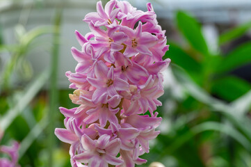 Seedling hyacinth bulbous plants grows in commercial glasshouse. Replanting candle flower...