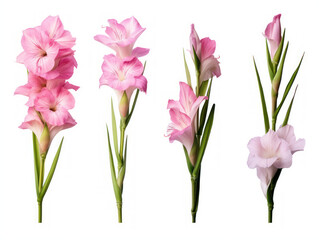 gladiolus collection set isolated on transparent background, transparency image, removed background