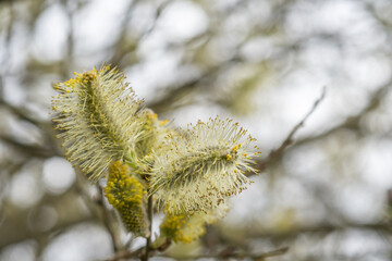 Salix cinerea Asch-Weide Grauweide Detail Blüte Close Up