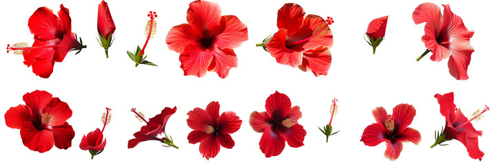 Set of tropical red hibiscus flowers isolated on transparent background