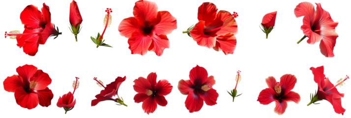 Set of tropical red hibiscus flowers isolated on transparent background