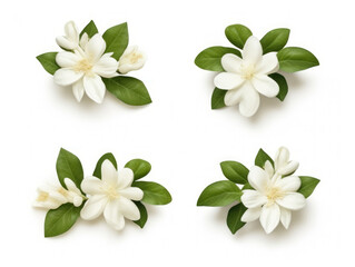 jasmine collection set isolated on transparent background, transparency image, removed background