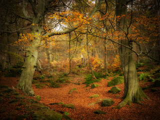 autumn in the forest