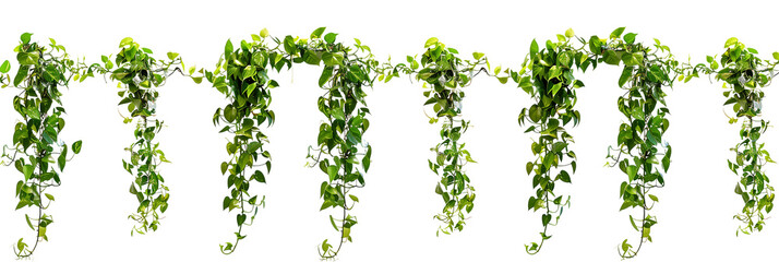 set of tropical creeper plants in a row on transparent background - Powered by Adobe