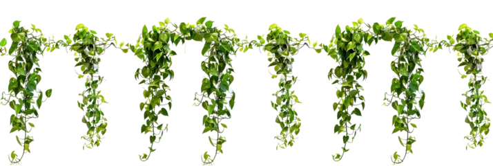  set of tropical creeper plants in a row on transparent background © SRITE KHATUN