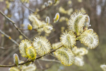 Salix cinerea Asch-Weide Grauweide Detail Blüte Close Up