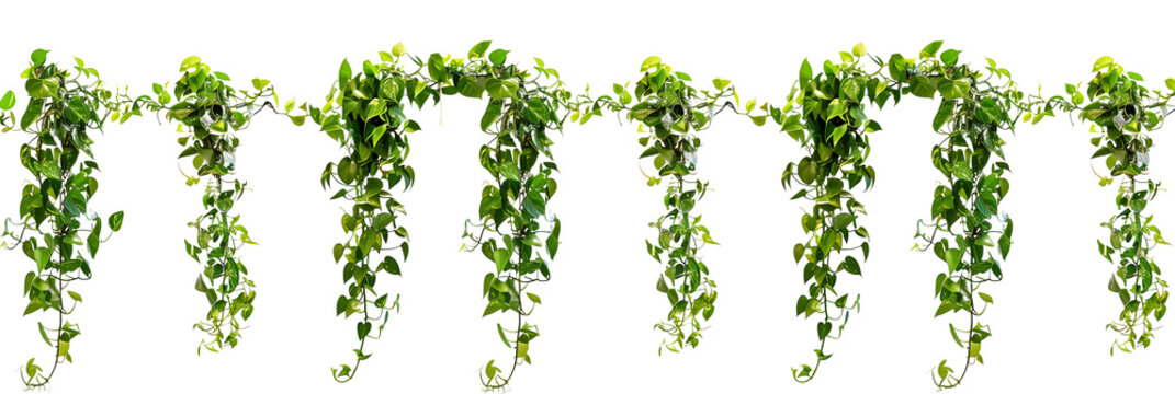 set of tropical creeper plants in a row on transparent background