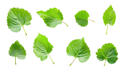 Set of fresh green leaves isolated on transparent background