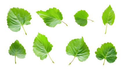 Set of fresh green leaves isolated on transparent background