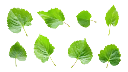 Foto op Canvas Set of fresh green leaves isolated on transparent background © SRITE KHATUN