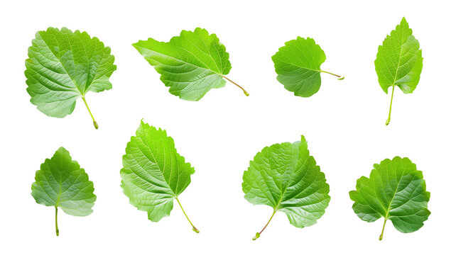 Fototapeta Set of fresh green leaves isolated on transparent background