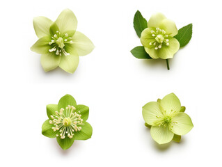 hellebore collection set isolated on transparent background, transparency image, removed background