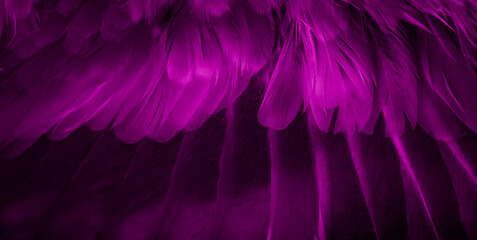 Violet feather pigeon macro photo. texture or background