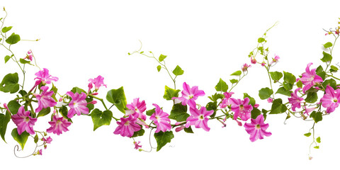 creeper with spring season flowers, isolated on transparent background