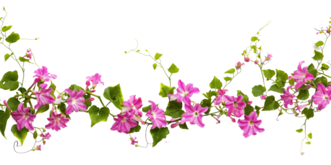 creeper with spring season flowers, isolated on transparent background