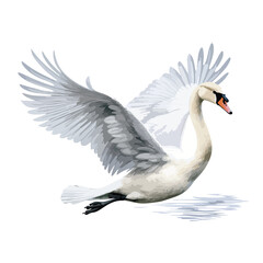 Flying Swan Clipart isolated on white background