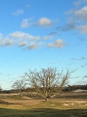 Landscape with lone tree in grassy plain under blue sky