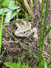 A lizard is resting among the grasses on the ground