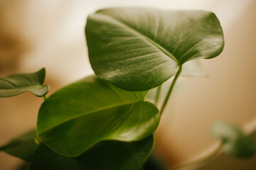 A mesmerizing close-up photograph capturing the intricate details of a Monstera leaf, showcasing...