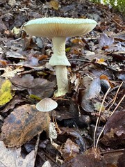 Fungus thrives among terrestrial plant leaves on the ground