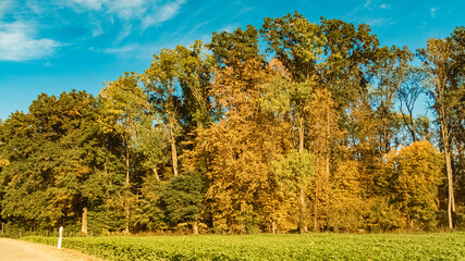 Naklejka premium Autumn or indian summer view near Loham, Mariaposching, Straubing-Bogen, Bavaria, Germany