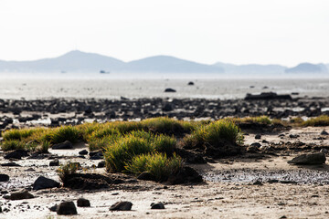 View of the green plant on the wetland at the seaside