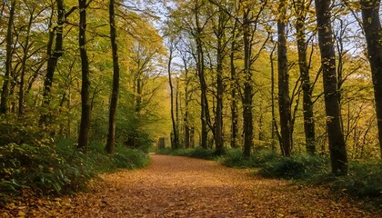 Obraz premium path in forest